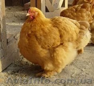 Продам цыплят брама светлая и куропатчатая, кокинхин  черный, орпингто - <ro>Изображение</ro><ru>Изображение</ru> #4, <ru>Объявление</ru> #1443336
