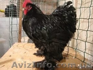 Продам цыплят брама светлая и куропатчатая, кокинхин  черный, орпингто - <ro>Изображение</ro><ru>Изображение</ru> #3, <ru>Объявление</ru> #1443336