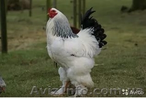 Продам цыплят брама светлая и куропатчатая, кокинхин  черный, орпингто - <ro>Изображение</ro><ru>Изображение</ru> #2, <ru>Объявление</ru> #1443336