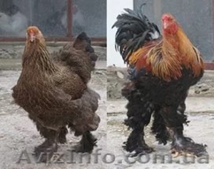 Продам цыплят брама светлая и куропатчатая, кокинхин  черный, орпингто - <ro>Изображение</ro><ru>Изображение</ru> #6, <ru>Объявление</ru> #1443336