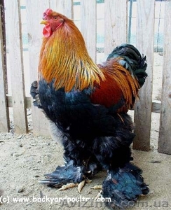 Продам цыплят брама светлая и куропатчатая, кокинхин  черный, орпингто - <ro>Изображение</ro><ru>Изображение</ru> #1, <ru>Объявление</ru> #1443336