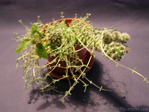 Продам Mammillaria gracilis - <ro>Изображение</ro><ru>Изображение</ru> #1, <ru>Объявление</ru> #877510
