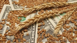 Закупаем зерновые на выгодных условиях - <ro>Изображение</ro><ru>Изображение</ru> #2, <ru>Объявление</ru> #1466077