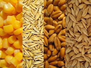 Закупаем зерновые на выгодных условиях - <ro>Изображение</ro><ru>Изображение</ru> #6, <ru>Объявление</ru> #1466077