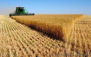 Закупаем зерновые на выгодных условиях - <ro>Изображение</ro><ru>Изображение</ru> #5, <ru>Объявление</ru> #1466077