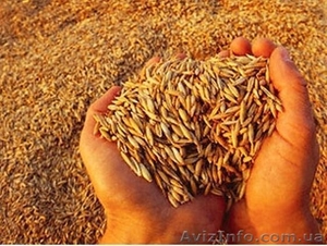 Закупаем зерновые на выгодных условиях - <ro>Изображение</ro><ru>Изображение</ru> #4, <ru>Объявление</ru> #1466077