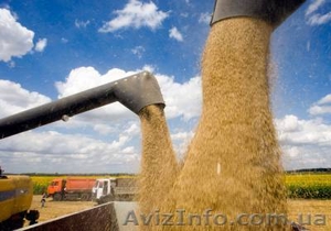 Закупаем зерновые на выгодных условиях - <ro>Изображение</ro><ru>Изображение</ru> #7, <ru>Объявление</ru> #1466077
