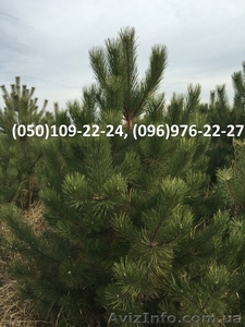 Новогодние живые сосны оптом 2016