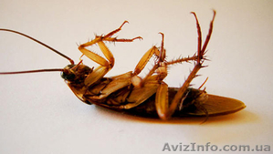 Уничтожение тараканов и других насекомых в Днепропетровске - <ro>Изображение</ro><ru>Изображение</ru> #1, <ru>Объявление</ru> #1485400