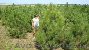 Новогодние сосны опт со склада