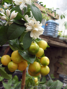 Апельсин  комнатный и др. саженцы цитрусовых Георгий Кировоград.