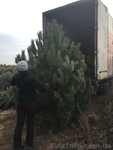 Новогодняя сосна крымка оптом