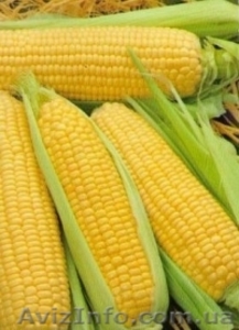 Продаю сортовую кукурузу Айова Свит