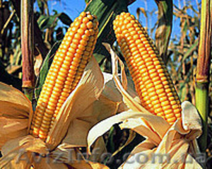 Даниил урожая 16г. гибрид кукурузы семена - <ro>Изображение</ro><ru>Изображение</ru> #1, <ru>Объявление</ru> #1528960