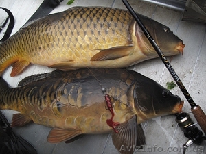 Продам живую рыбу (карп) навес 1, 200-1, 700 кг.т.0665060710