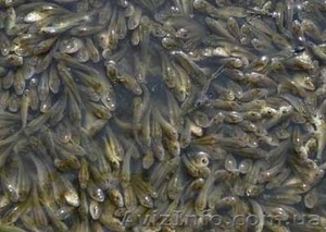 Продам малька судака т.0665060710 Доброполье