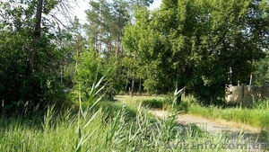 Земельный участок в сосновом лесу на берегу реки Самара. - <ro>Изображение</ro><ru>Изображение</ru> #2, <ru>Объявление</ru> #1570992