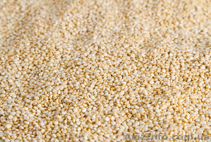 Покупаем товарные семена амаранта - <ro>Изображение</ro><ru>Изображение</ru> #1, <ru>Объявление</ru> #1582629