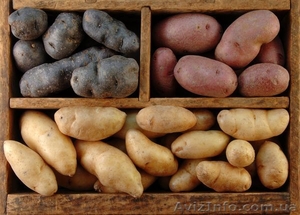 Продаю посадочный сортовой картофель - <ro>Изображение</ro><ru>Изображение</ru> #1, <ru>Объявление</ru> #1580017
