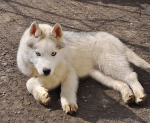 Щенки хаски,  питомник.