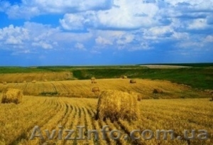 Покупаем дорого пшеницу,кукурузу,ячмень,сою,семечку,рапс - <ro>Изображение</ro><ru>Изображение</ru> #1, <ru>Объявление</ru> #1622652
