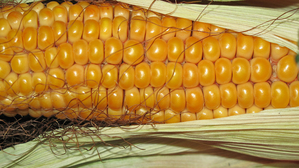 DN RUTA (ФАО 280) насіння кукурудзи - <ro>Изображение</ro><ru>Изображение</ru> #1, <ru>Объявление</ru> #1644503