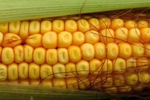 Насіння гібриду кукурудзи ВН 63 - <ro>Изображение</ro><ru>Изображение</ru> #1, <ru>Объявление</ru> #1644501