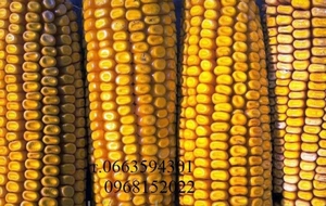 Качественные семена подсолнечника и кукурузы - <ro>Изображение</ro><ru>Изображение</ru> #2, <ru>Объявление</ru> #1649777