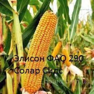 Семена французской кукурузы Элисон (урожайность 140 ц/га)  - <ro>Изображение</ro><ru>Изображение</ru> #1, <ru>Объявление</ru> #1668963