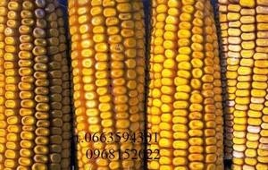 Продаются семена подсолнечника, пшеницы и кукурузы - <ro>Изображение</ro><ru>Изображение</ru> #1, <ru>Объявление</ru> #1673139