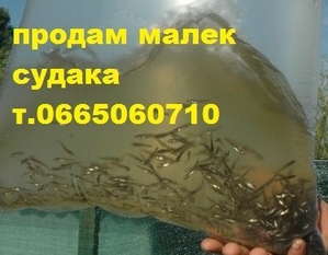 Продам малек (зарыбок) СУДАКА т.0665060710