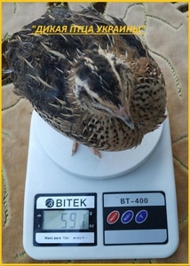 Яйца инкубационные перепела Фараон (селекция Espana).