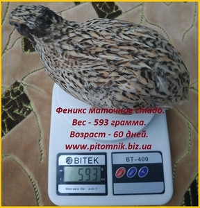 Инкубационные яйца перепела Феникс Золотистый - (селекция Франции).