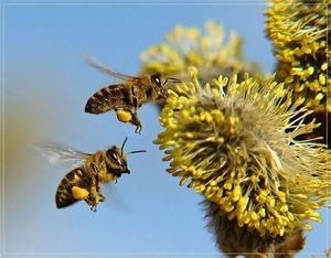 Пчелиная Аптека - <ro>Изображение</ro><ru>Изображение</ru> #5, <ru>Объявление</ru> #127392