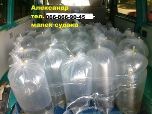 Продам малек (зарыбок) судака т.0668669045
