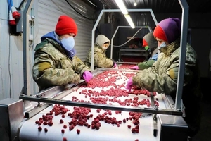 Xoлодильна та моpoзильна камери для Заморозки малини і суниці