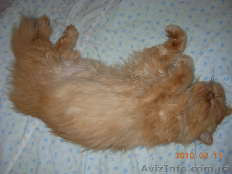 Персидская кошечка ищет семью - <ro>Изображение</ro><ru>Изображение</ru> #4, <ru>Объявление</ru> #27857