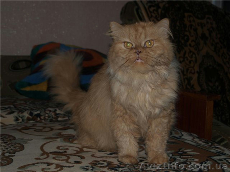 Персидская кошечка ищет семью - <ro>Изображение</ro><ru>Изображение</ru> #5, <ru>Объявление</ru> #27857