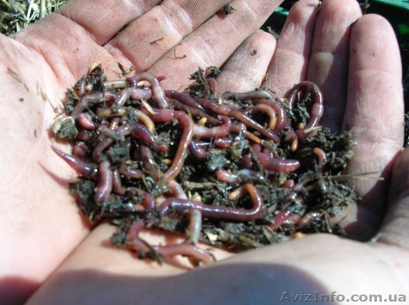 Семинары по обучению технологии переработки органики красным червем - <ro>Изображение</ro><ru>Изображение</ru> #5, <ru>Объявление</ru> #46095