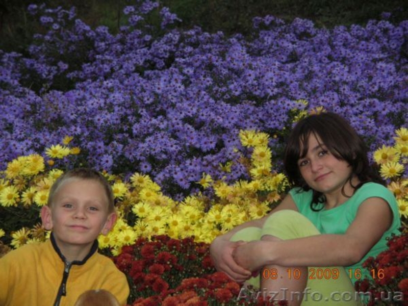 Многолетники в контейнерах из собственного питомника. - <ro>Изображение</ro><ru>Изображение</ru> #3, <ru>Объявление</ru> #46085