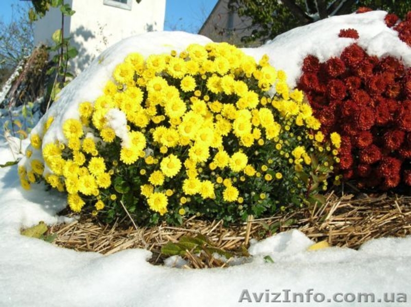 Многолетники в контейнерах из собственного питомника. - <ro>Изображение</ro><ru>Изображение</ru> #5, <ru>Объявление</ru> #46085