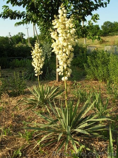 Вечнозеленые растения в контейнерах - <ro>Изображение</ro><ru>Изображение</ru> #5, <ru>Объявление</ru> #46104