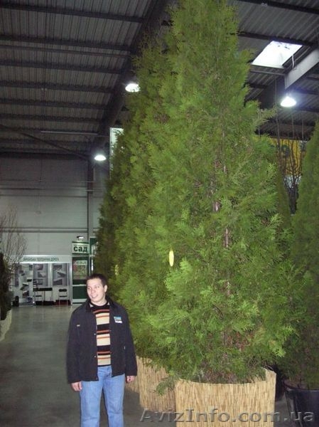 Вечнозеленые растения в контейнерах - <ro>Изображение</ro><ru>Изображение</ru> #3, <ru>Объявление</ru> #46104