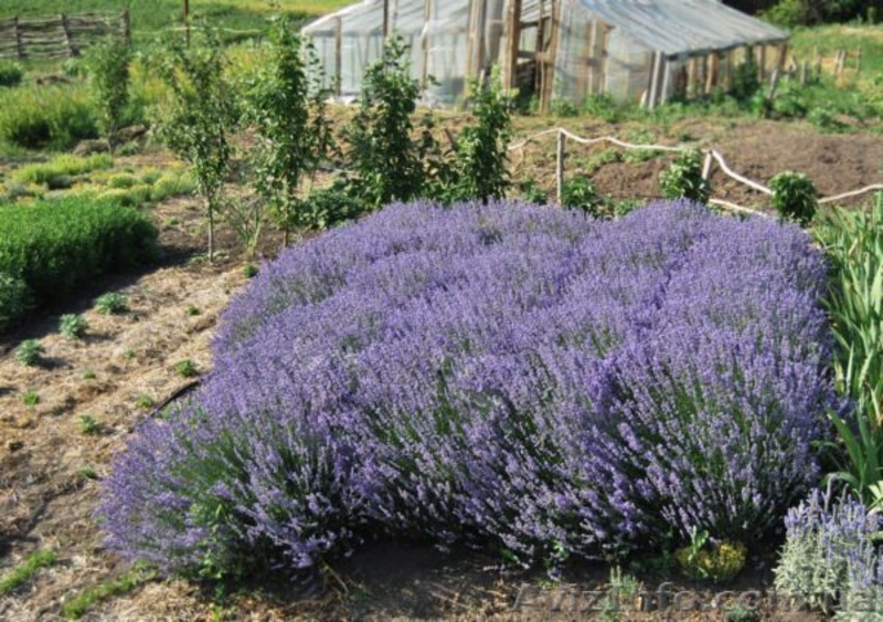 Вечнозеленые растения в контейнерах - <ro>Изображение</ro><ru>Изображение</ru> #4, <ru>Объявление</ru> #46104