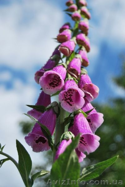 Многолетники в контейнерах из собственного питомника. - <ro>Изображение</ro><ru>Изображение</ru> #4, <ru>Объявление</ru> #46085