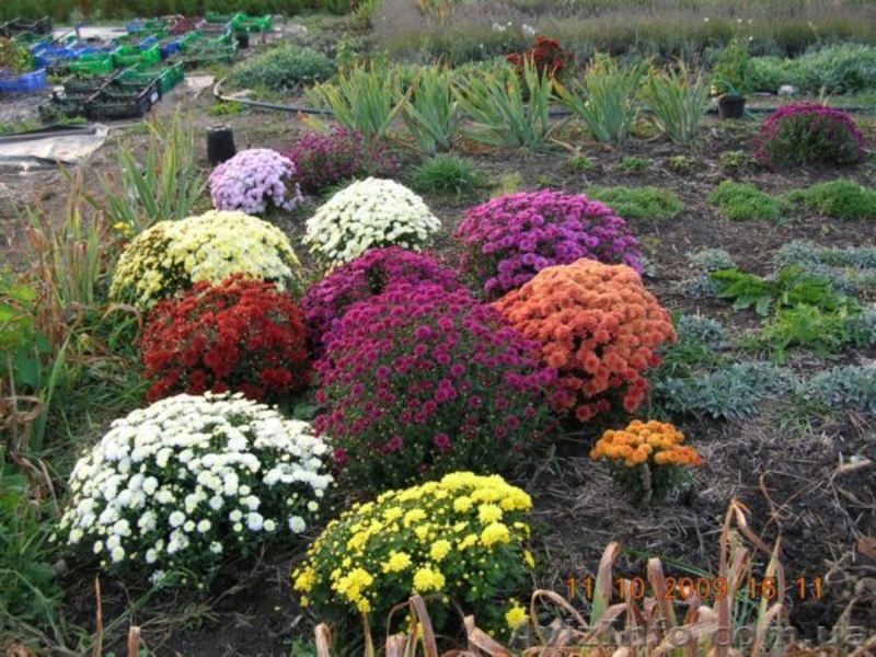 Озеленение декоративными растениями из собственного питомника - <ro>Изображение</ro><ru>Изображение</ru> #5, <ru>Объявление</ru> #46092