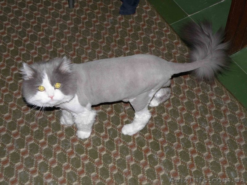 СТРИЖКА СОБАК И КОТОВ - <ro>Изображение</ro><ru>Изображение</ru> #3, <ru>Объявление</ru> #56598