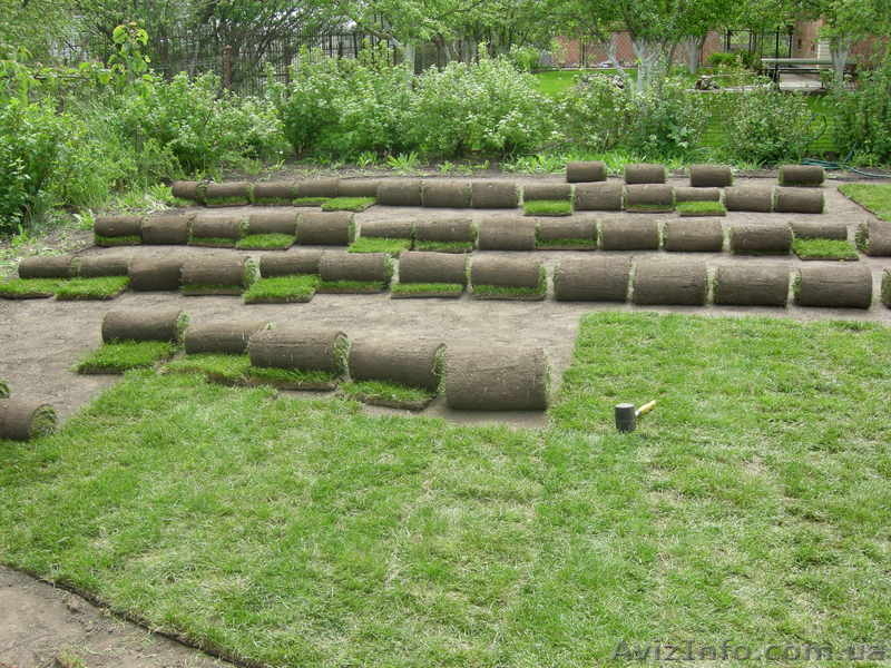 Ландшафтный дизайн Днепропетровск. Рулонные газоны - <ro>Изображение</ro><ru>Изображение</ru> #3, <ru>Объявление</ru> #72069