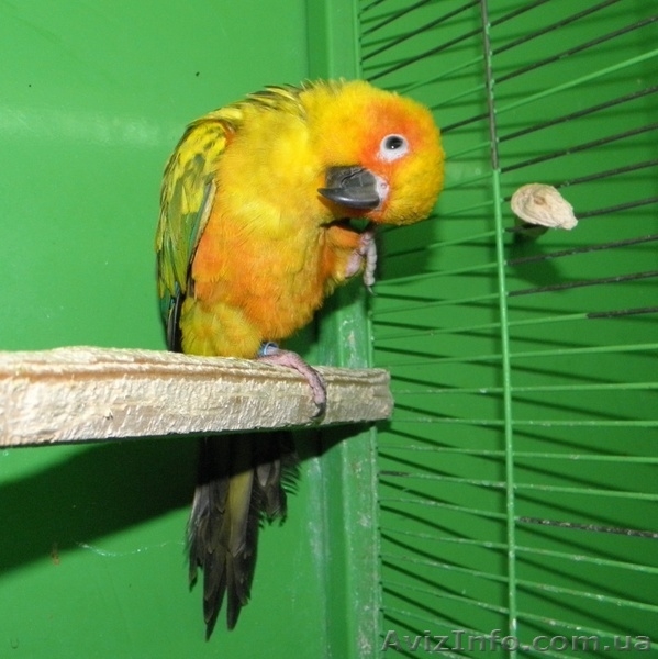 Попугаи на продажу - <ro>Изображение</ro><ru>Изображение</ru> #3, <ru>Объявление</ru> #78369