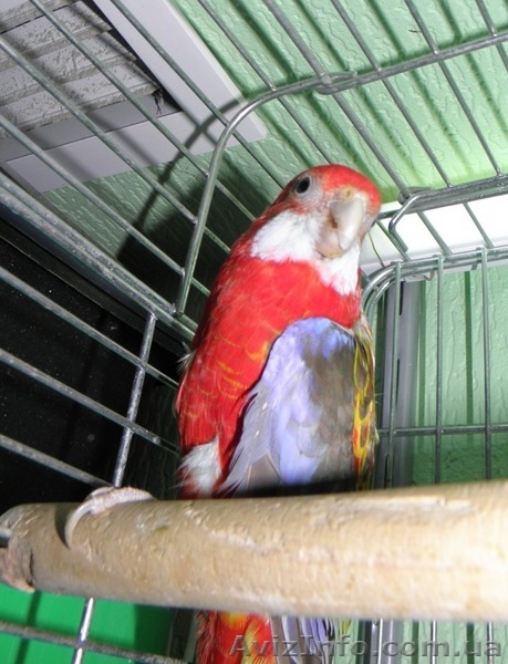 Попугаи на продажу - <ro>Изображение</ro><ru>Изображение</ru> #4, <ru>Объявление</ru> #78369
